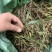 广西石橄榄双叶大果石仙桃双叶大号硬叶货干净