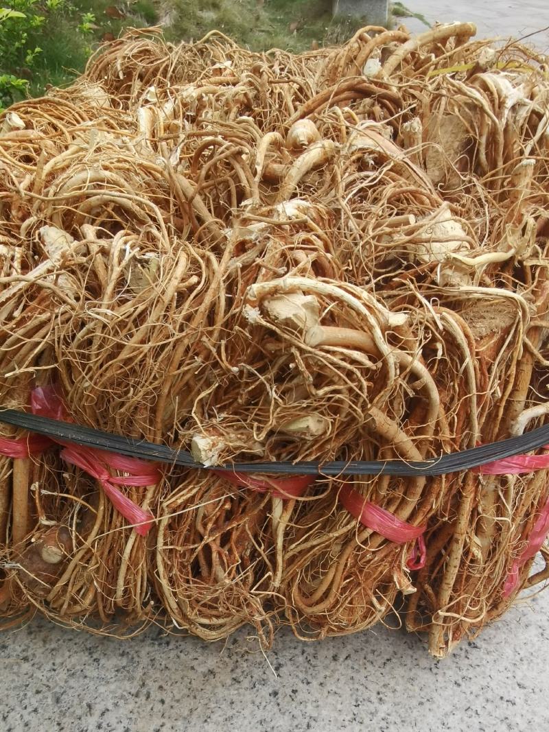 五指毛桃，干货香味浓郁