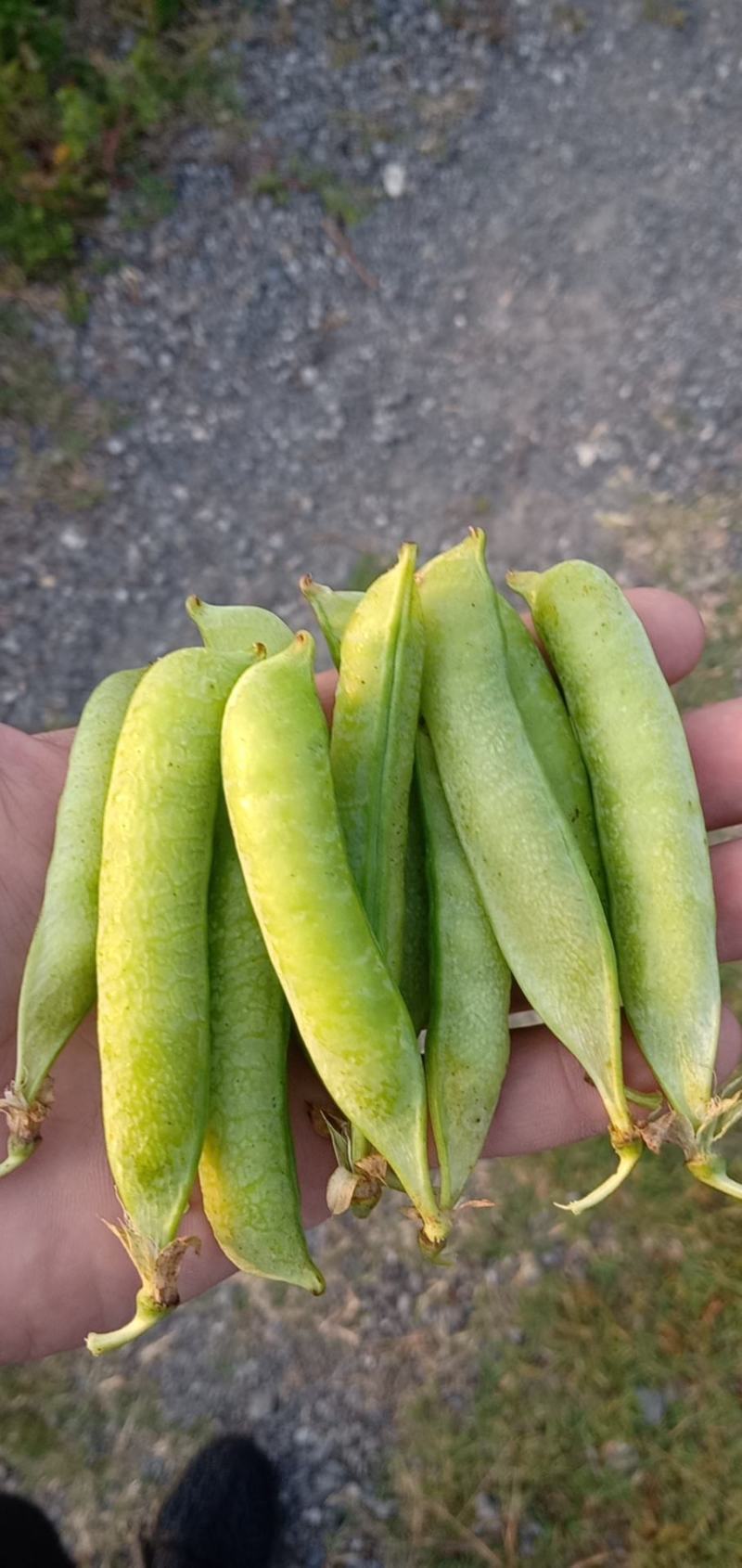 四川简阳大白碗豆，大白胡豆大量上市，量大从优