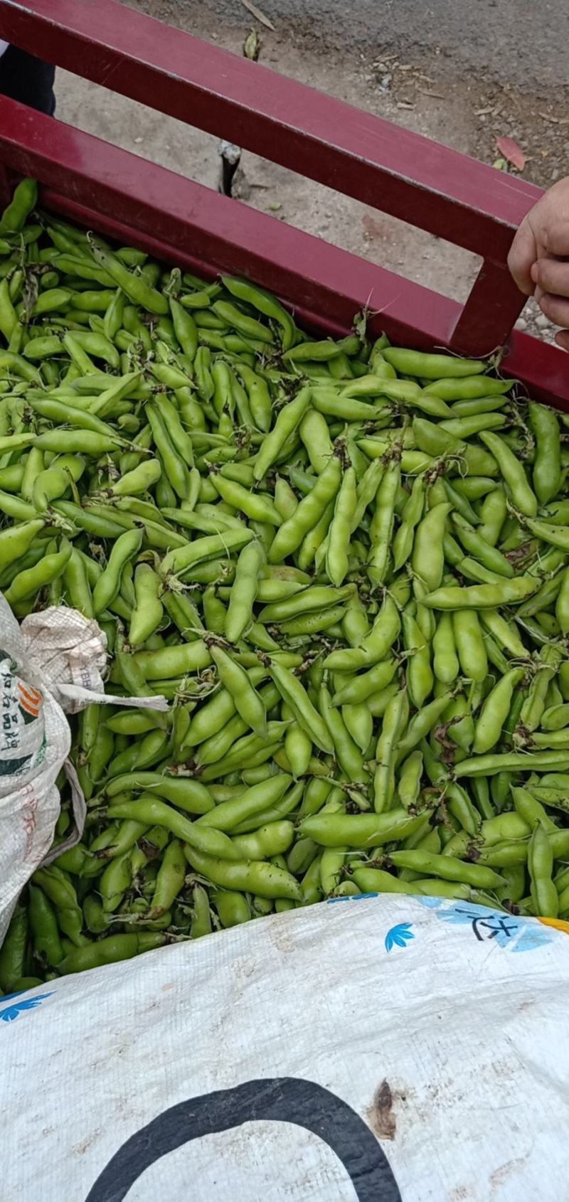 四川简阳大白碗豆，大白胡豆大量上市，量大从优