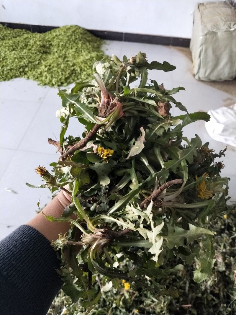 新鲜蒲公英野生蒲公英带跟带花婆婆丁荠荠菜野菜