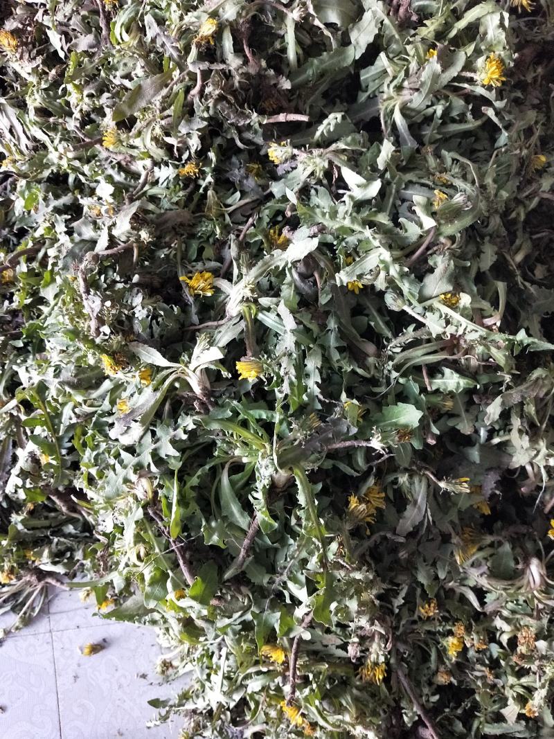 新鲜蒲公英野生蒲公英带跟带花婆婆丁荠荠菜野菜