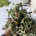 新鲜蒲公英野生蒲公英带跟带花婆婆丁荠荠菜野菜