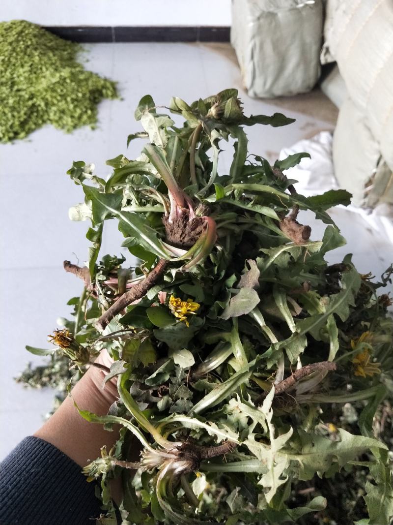 新鲜蒲公英野生蒲公英带跟带花婆婆丁荠荠菜野菜