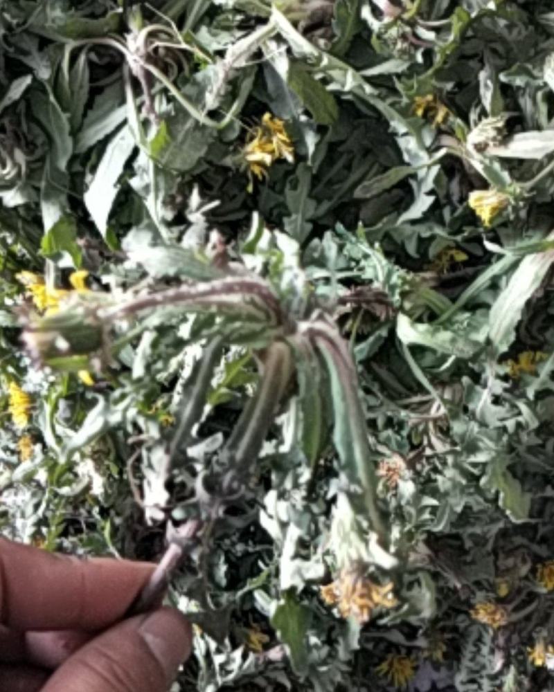 新鲜蒲公英野生蒲公英带跟带花婆婆丁荠荠菜野菜