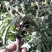 新鲜蒲公英野生蒲公英带跟带花婆婆丁荠荠菜野菜
