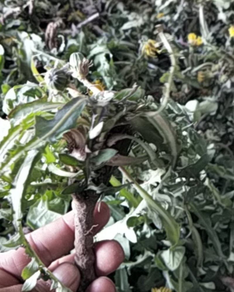 新鲜蒲公英野生蒲公英带跟带花婆婆丁荠荠菜野菜