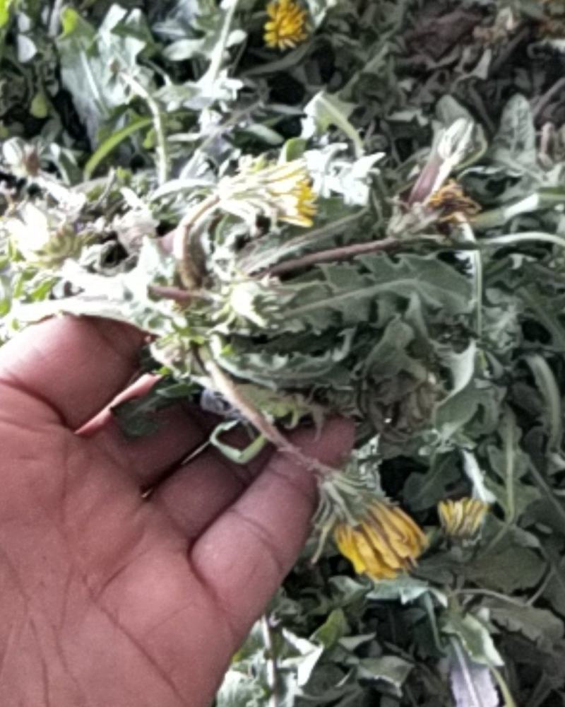 新鲜蒲公英野生蒲公英带跟带花婆婆丁荠荠菜野菜