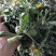 新鲜蒲公英野生蒲公英带跟带花婆婆丁荠荠菜野菜