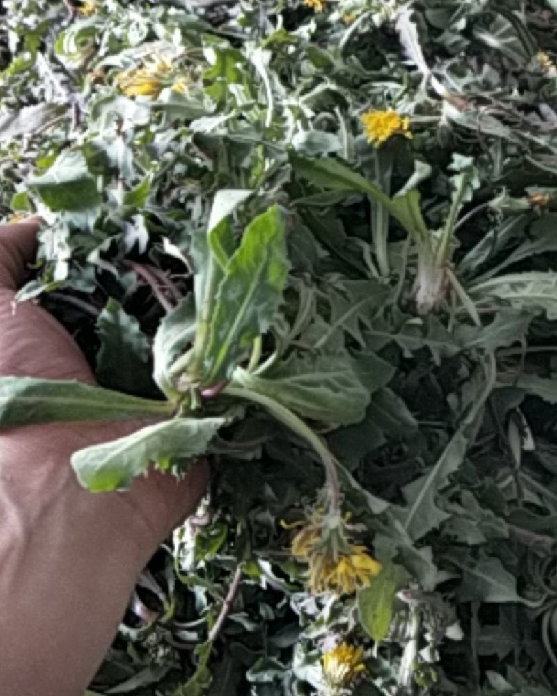 新鲜蒲公英野生蒲公英带跟带花婆婆丁荠荠菜野菜