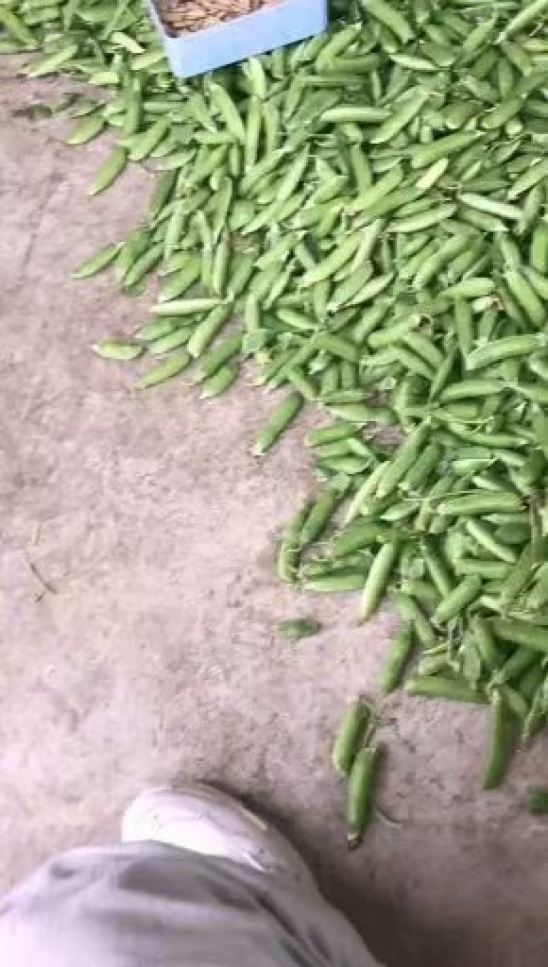 精品蚕豆胡豆角（产地直供）一手货源