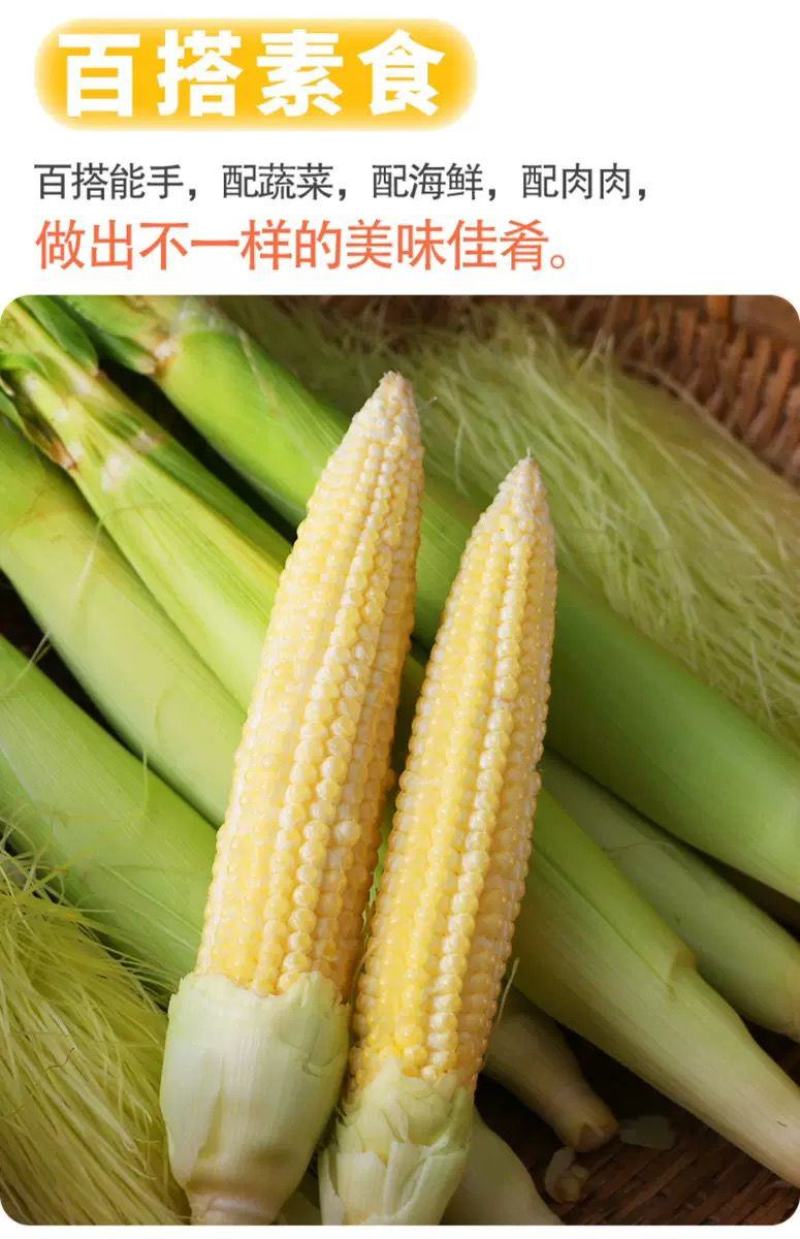 新鲜水果玉米笋甜小玉米笋心即食蔬菜沙拉嫩玉米须棒嫩。