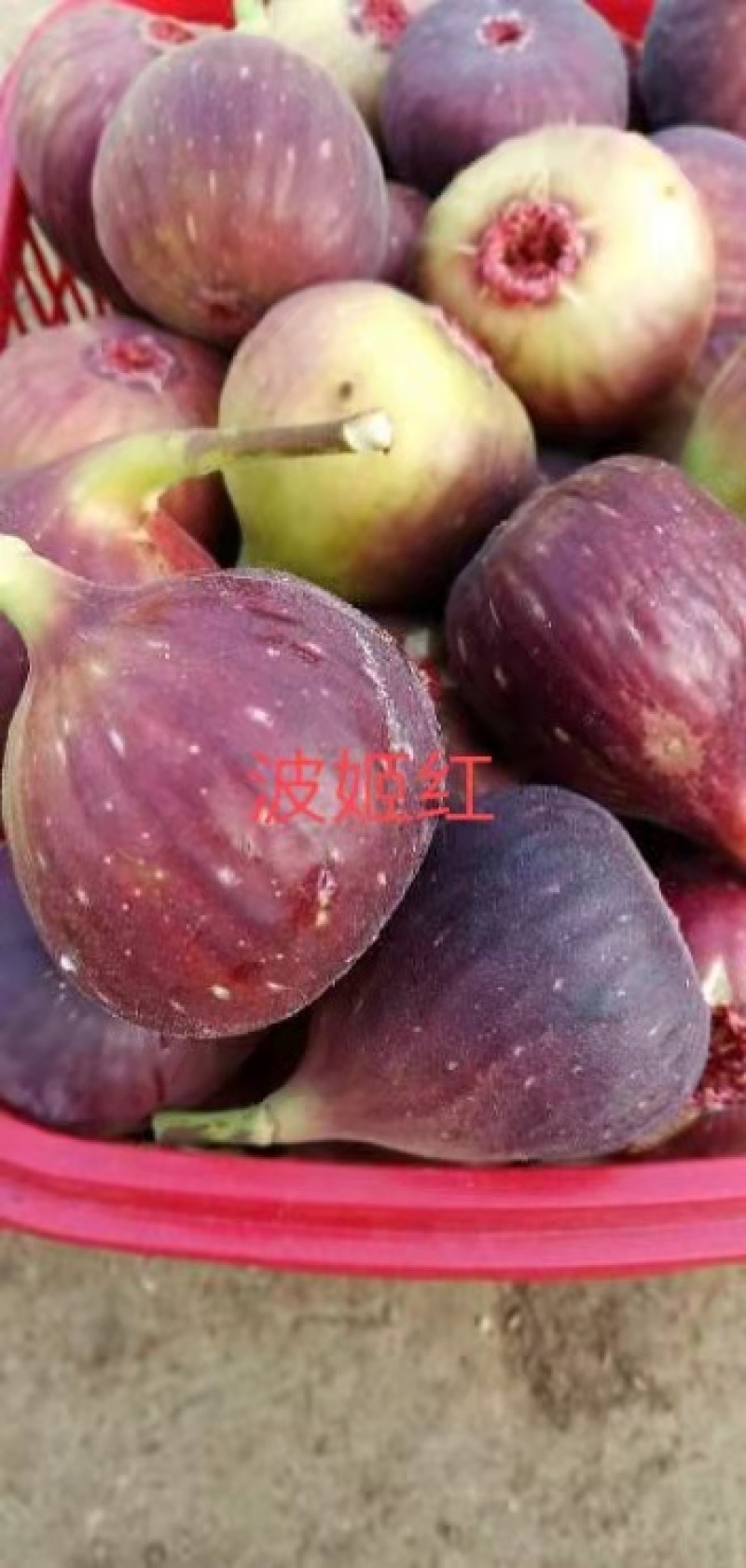 波姬红无花果无病包纯，现拍现发，诚信做人00后种植