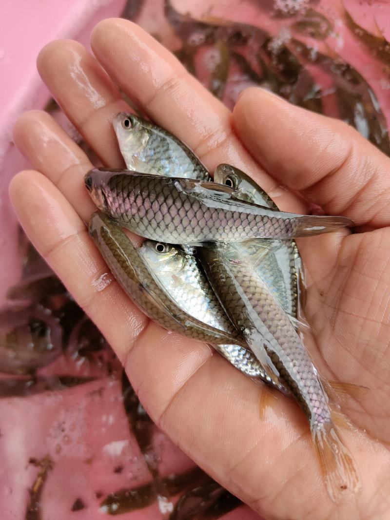 青竹鱼苗，青竹鲤，一手货源，苗场直销，欢迎订购
