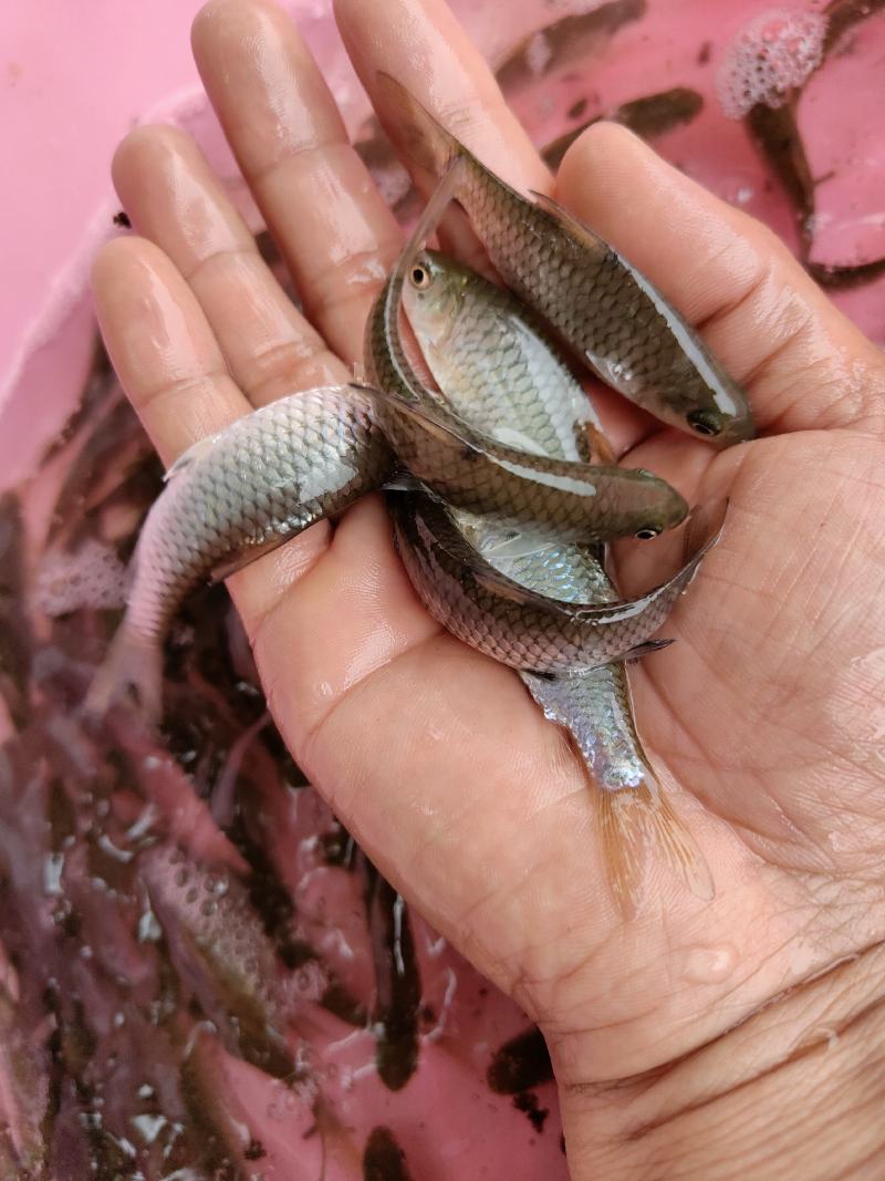 青竹鱼苗，青竹鲤，一手货源，苗场直销，欢迎订购