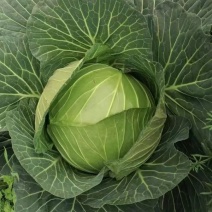 精品扁包菜，货源充足！