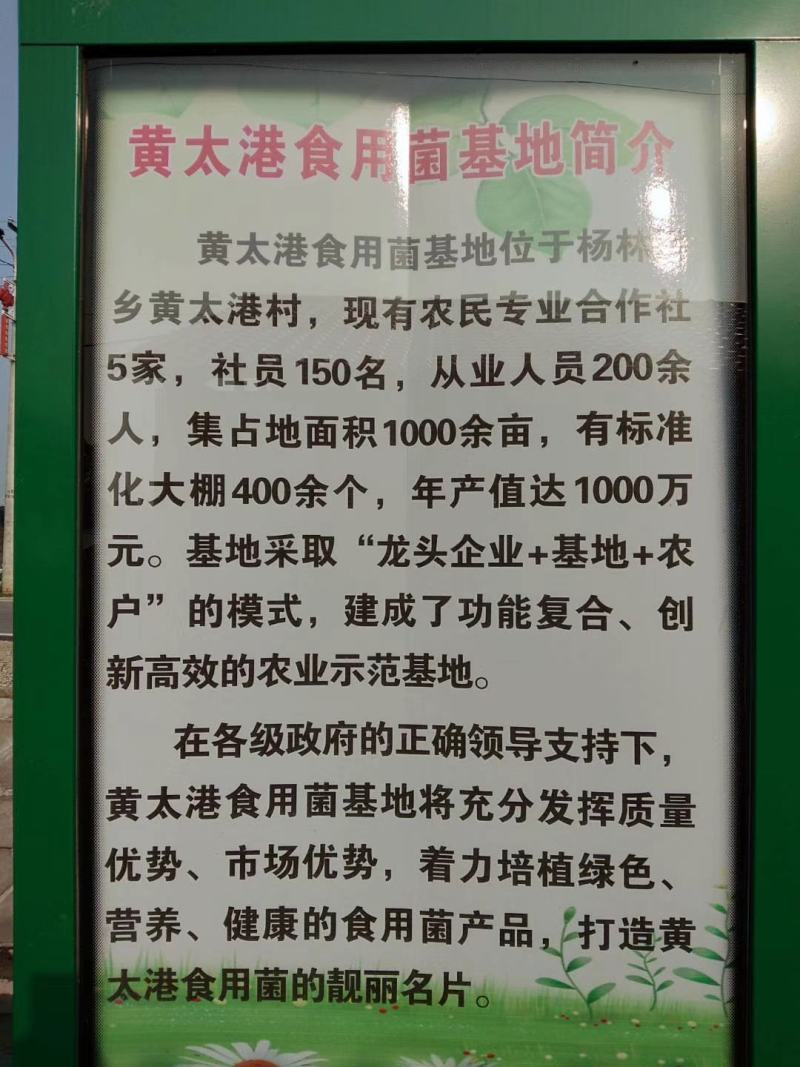 杨林寨平菇/品牌产品/优质低价/10斤1箱/基地现摘直供