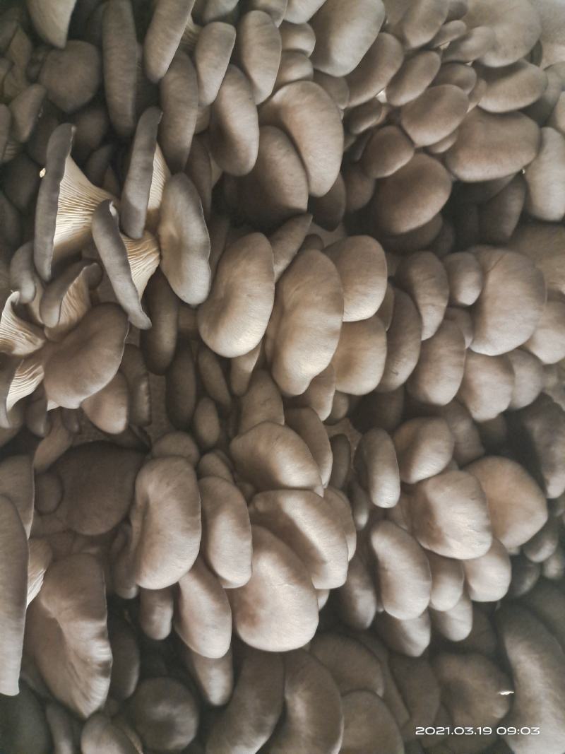 杨林寨平菇/品牌产品/优质低价/10斤1箱/基地现摘直供