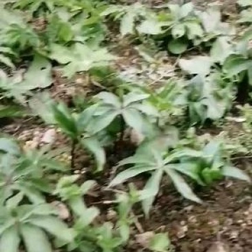 种苗重楼苗三七毛慈姑苗