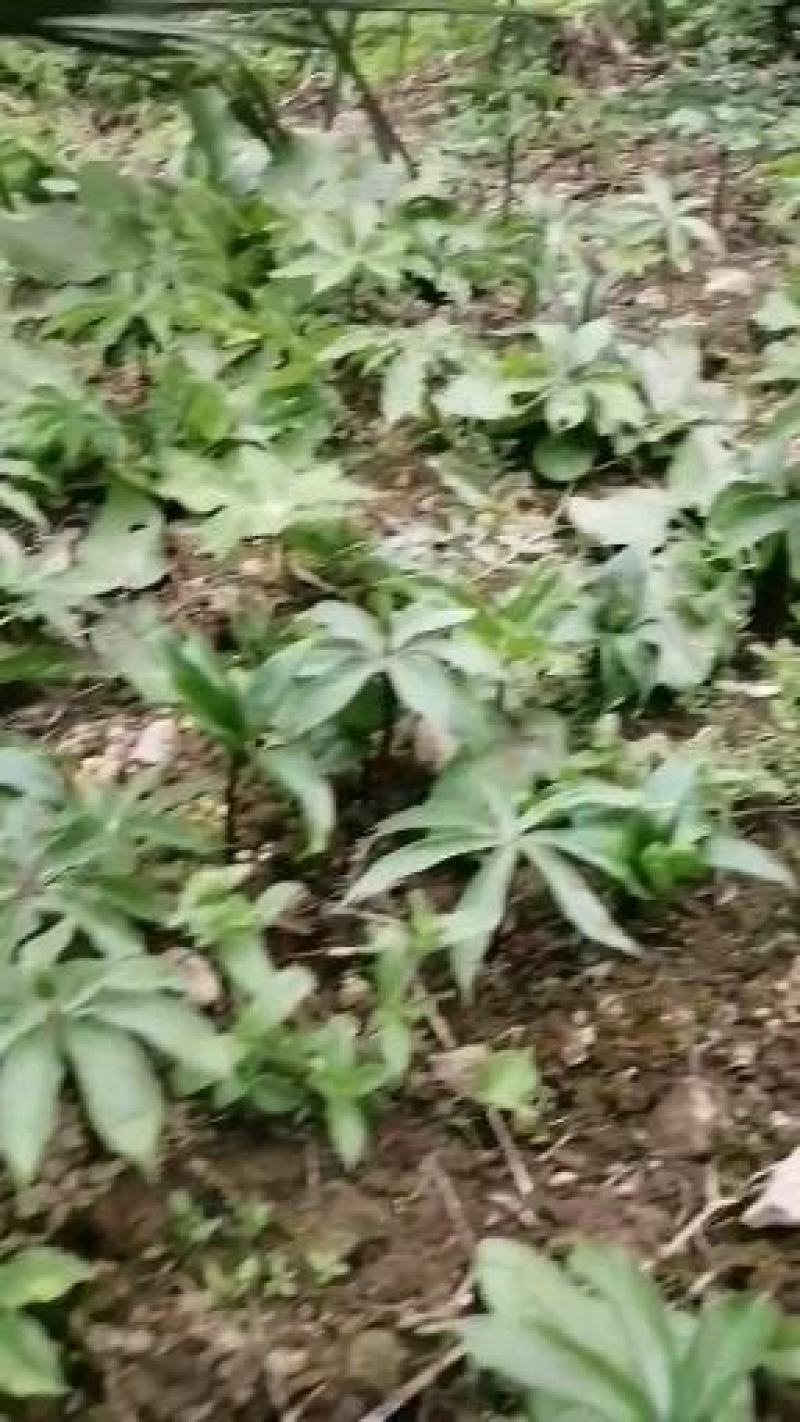 种苗重楼苗三七毛慈姑苗