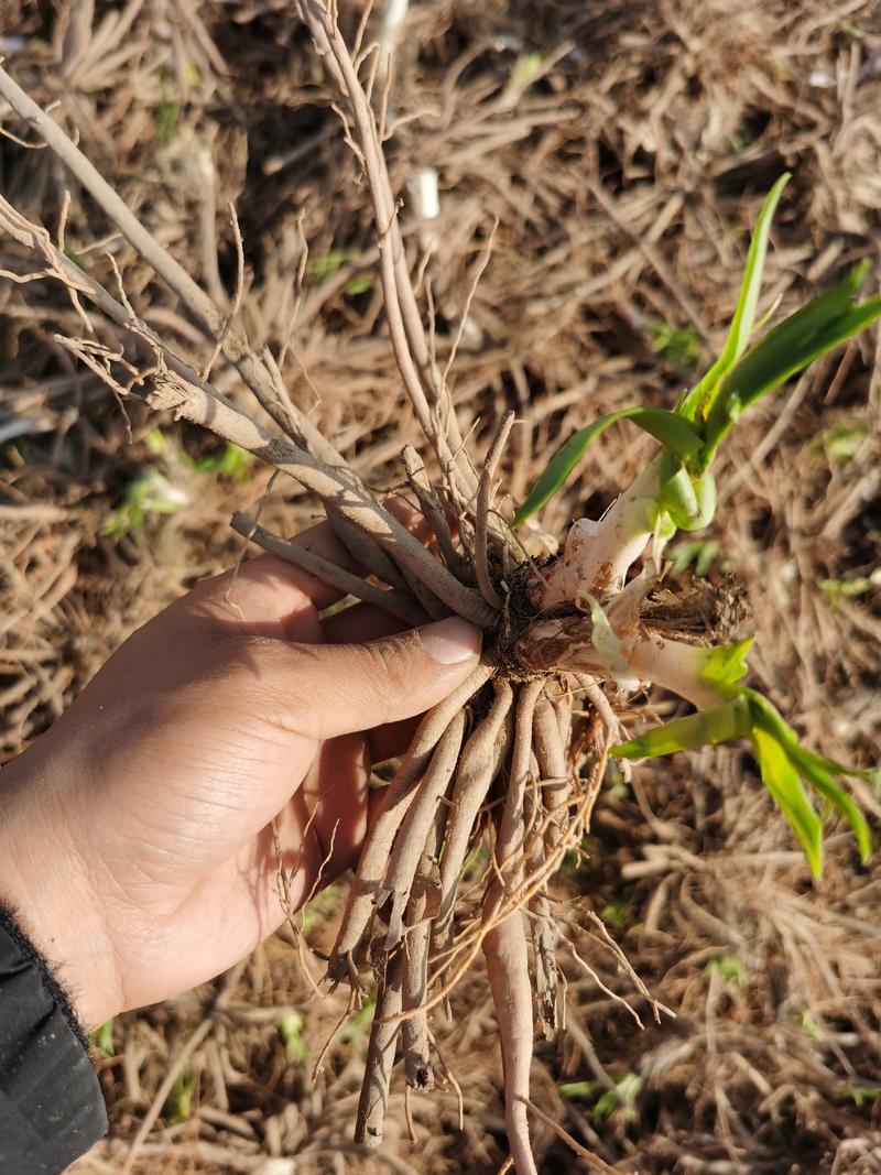 大荔黄花菜种苗，沙苑大白条精货，包邮产地现挖现分特价