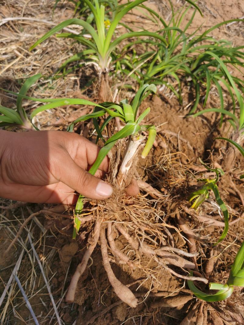 大荔黄花菜种苗，沙苑大白条精货，产地现挖现分特价精品