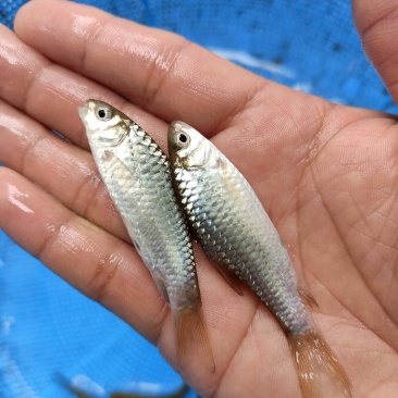 青竹鱼苗，青竹鲤，一手货源，苗场直销，欢迎订购