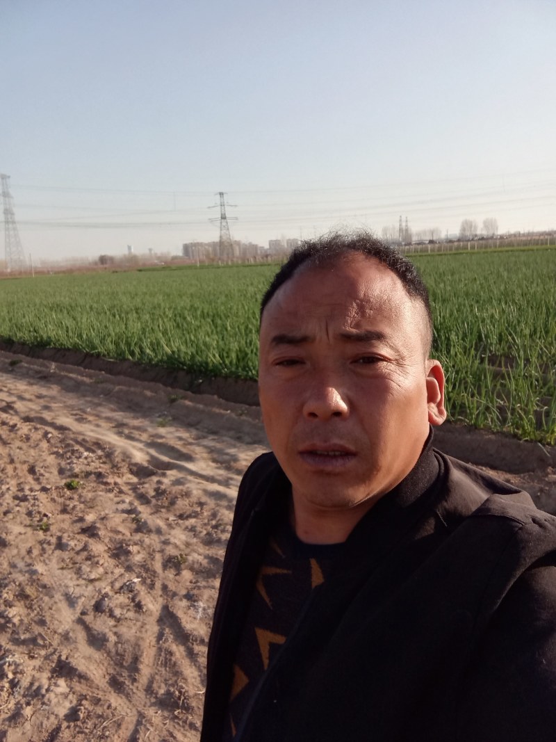 大量供用，长白大葱万亩