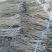 肉独活苗子，农户直销，价格优惠，提供技术指导，苗子好