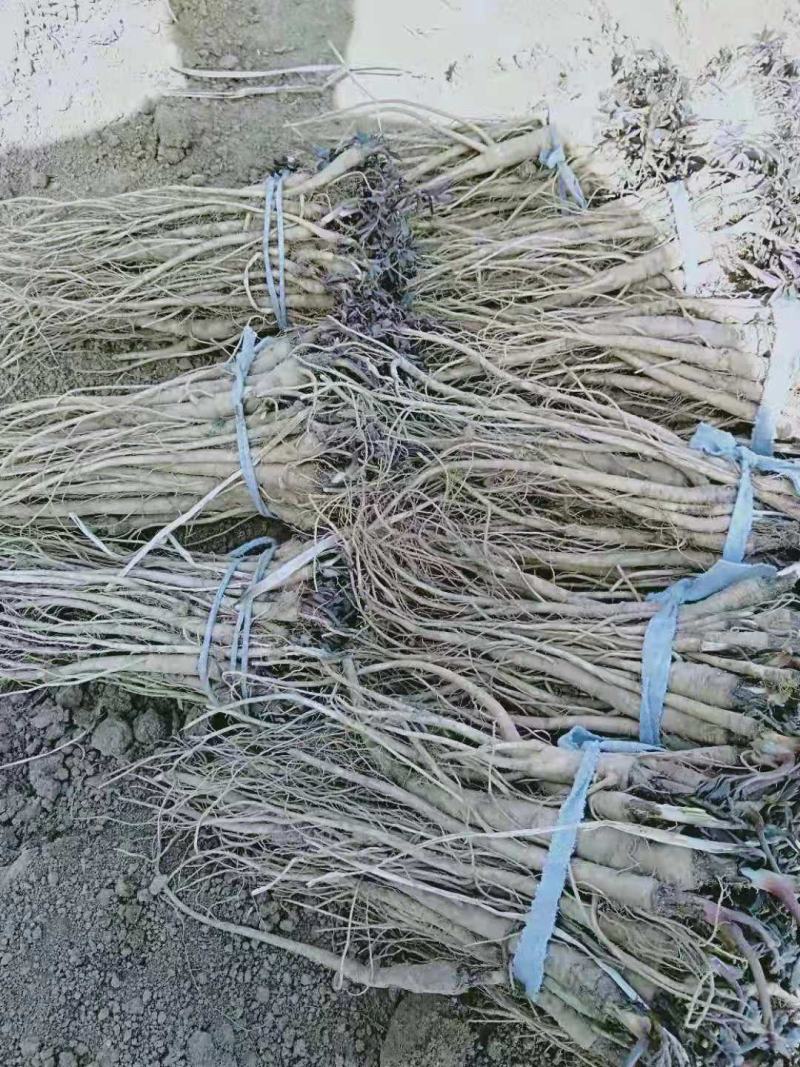 肉独活苗子，农户直销，价格优惠，提供技术指导，苗子好