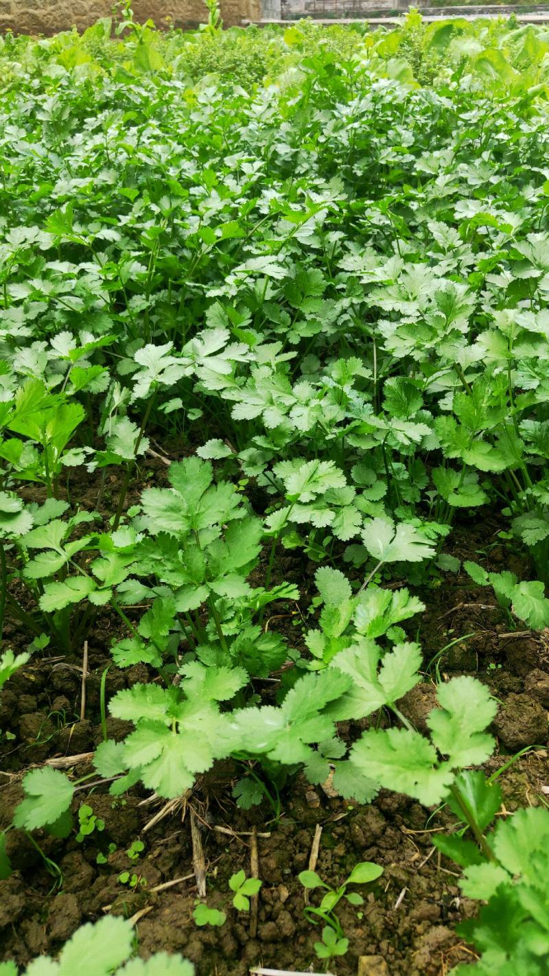 贵州贵阳本地香菜大叶香菜小叶香菜