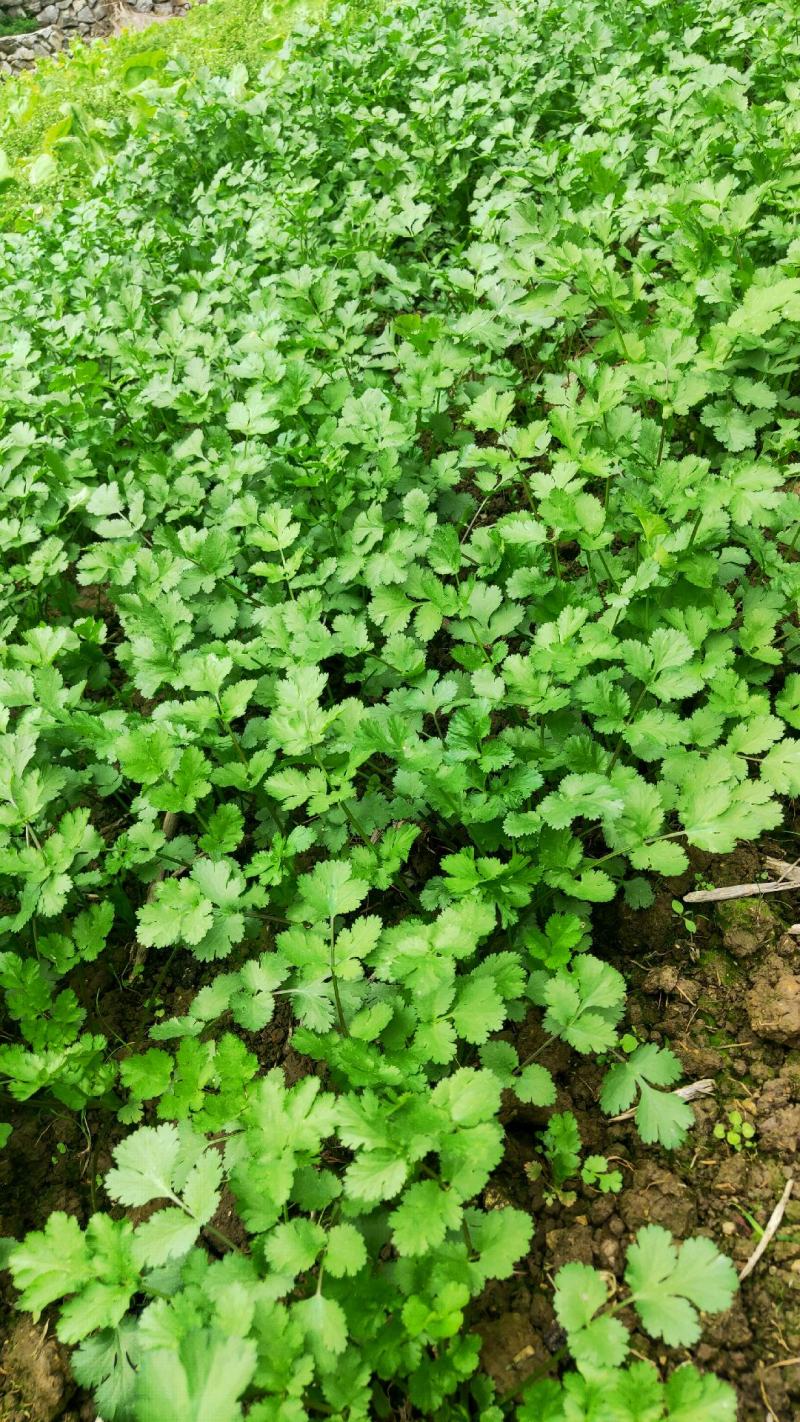 贵州贵阳本地香菜大叶香菜小叶香菜