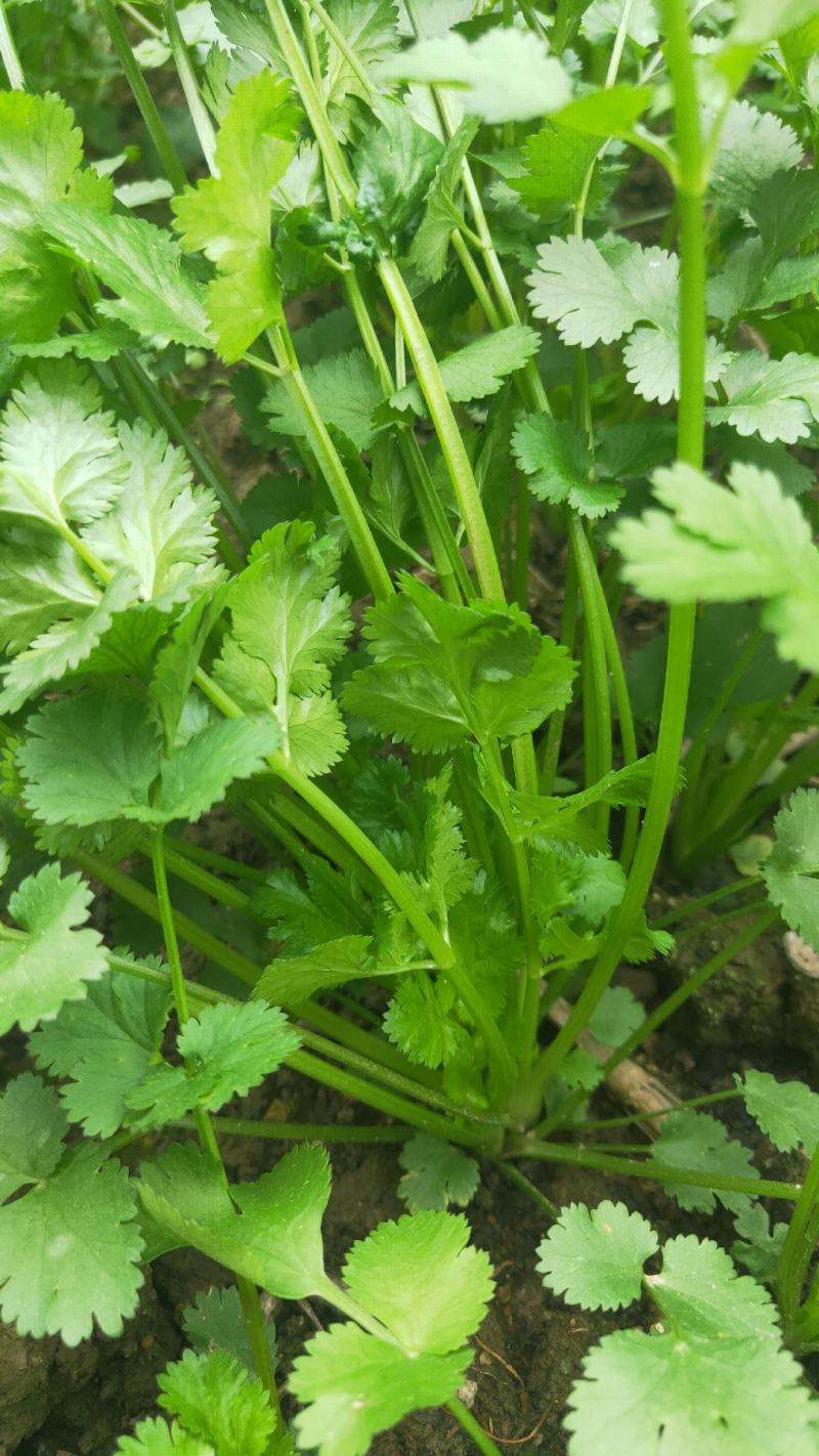 贵州贵阳本地香菜大叶香菜小叶香菜