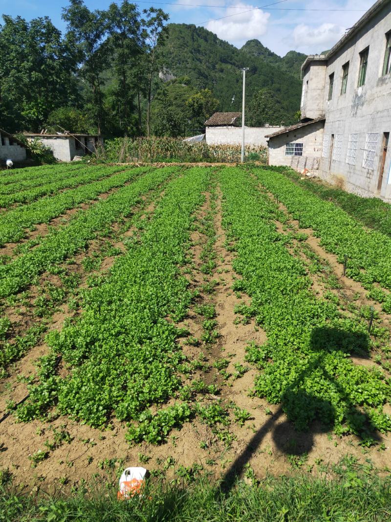 贵州贵阳本地香菜大叶香菜小叶香菜