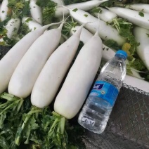 白萝卜基地直供欢迎各位来聊