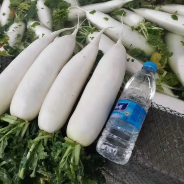 白萝卜基地直供欢迎各位来聊