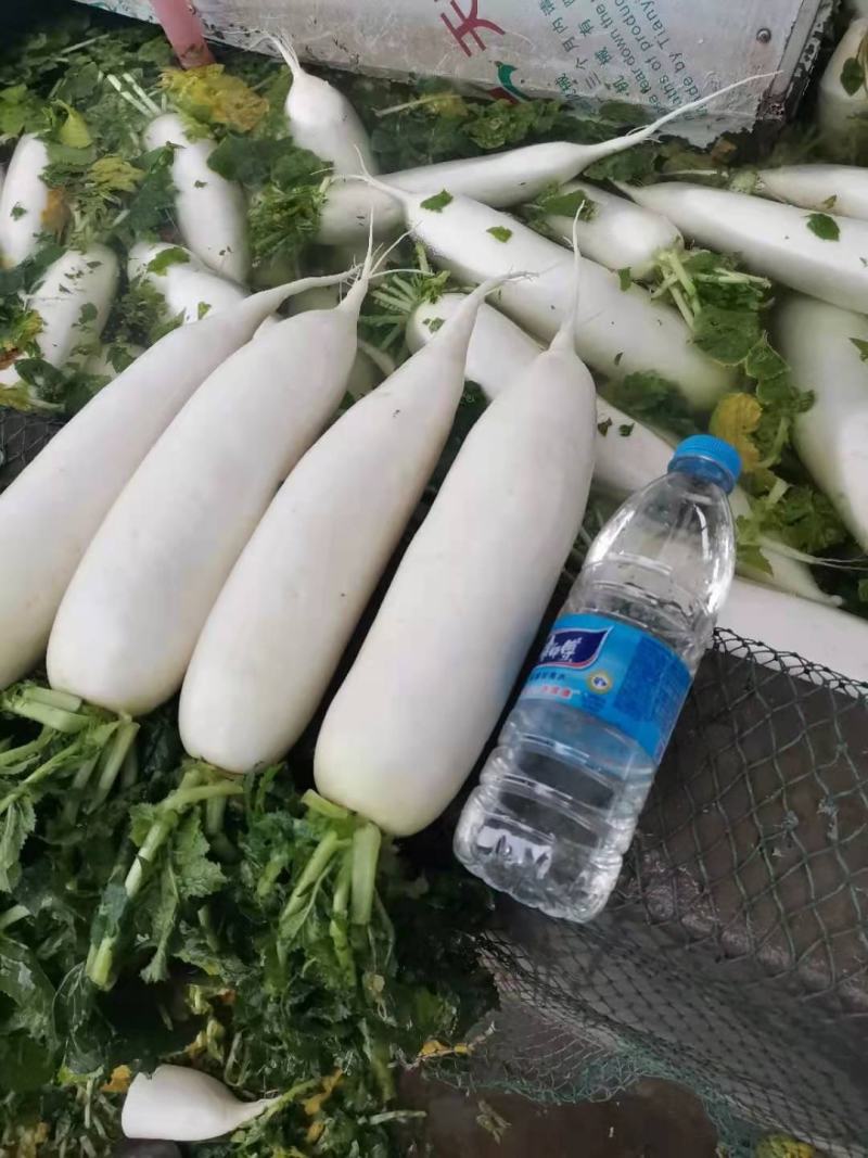 白萝卜基地直供欢迎各位来聊