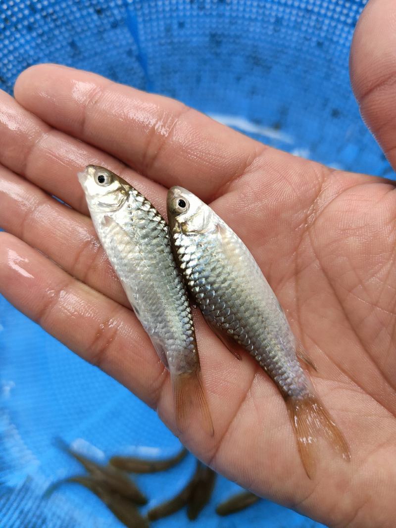 青竹鱼苗，青竹鲤，一手货源，苗场直销，欢迎订购