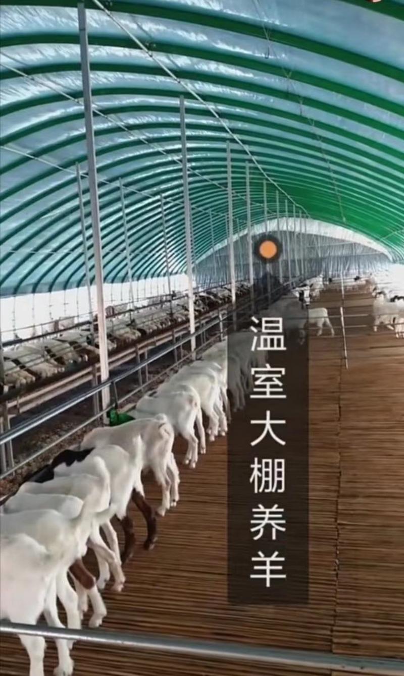 产地直销养殖大棚鸡鸭鹅猪牛羊专用包塑钢管
