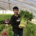 小香芹芹菜种子，欧兰德皇家小快速生四季无筋黄嫩芹菜种子