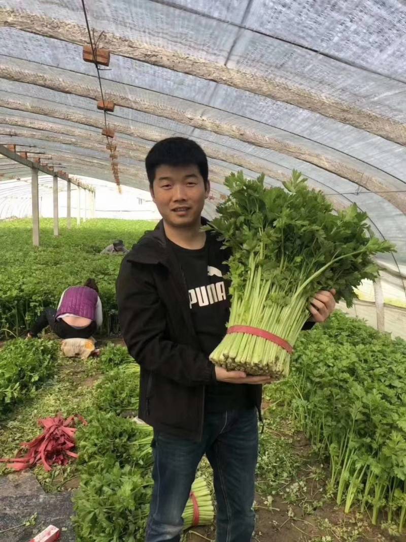 小香芹芹菜种子，欧兰德皇家小快速生四季无筋黄嫩芹菜种子