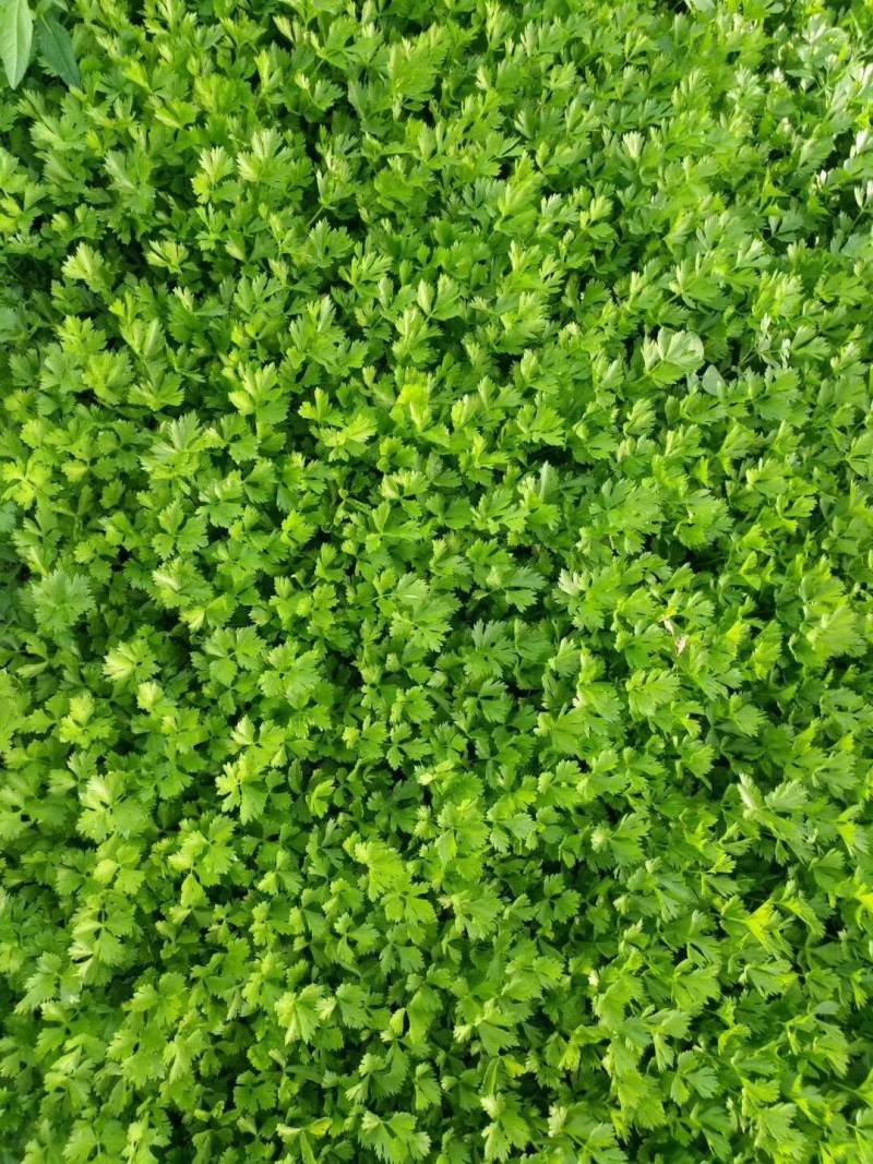 小香芹芹菜种子，欧兰德皇家小快速生四季无筋黄嫩芹菜种子