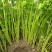 小香芹芹菜种子，欧兰德皇家小快速生四季无筋黄嫩芹菜种子