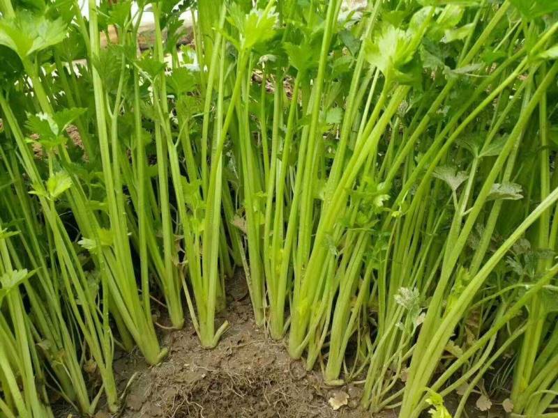 小香芹芹菜种子，欧兰德皇家小快速生四季无筋黄嫩芹菜种子