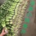 小香芹芹菜种子，欧兰德皇家小快速生四季无筋黄嫩芹菜种子