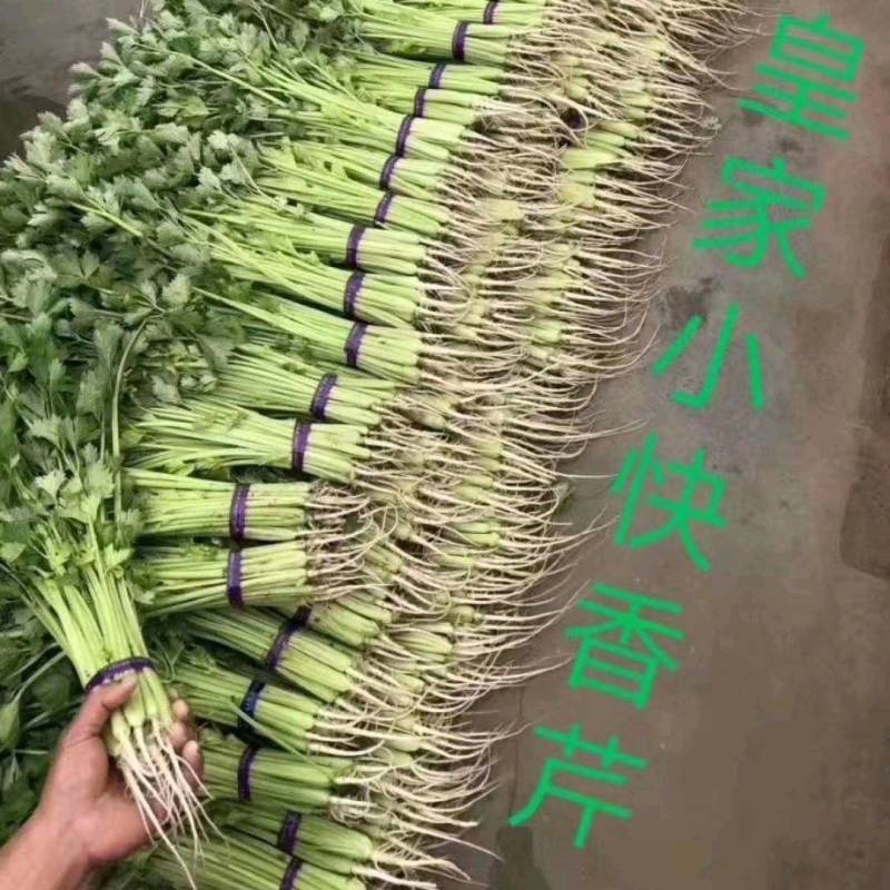 小香芹芹菜种子，欧兰德皇家小快速生四季无筋黄嫩芹菜种子