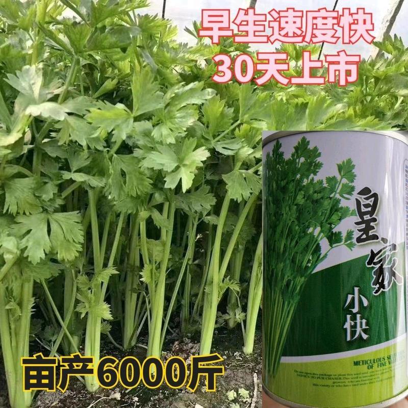 小香芹芹菜种子，欧兰德皇家小快速生四季无筋黄嫩芹菜种子