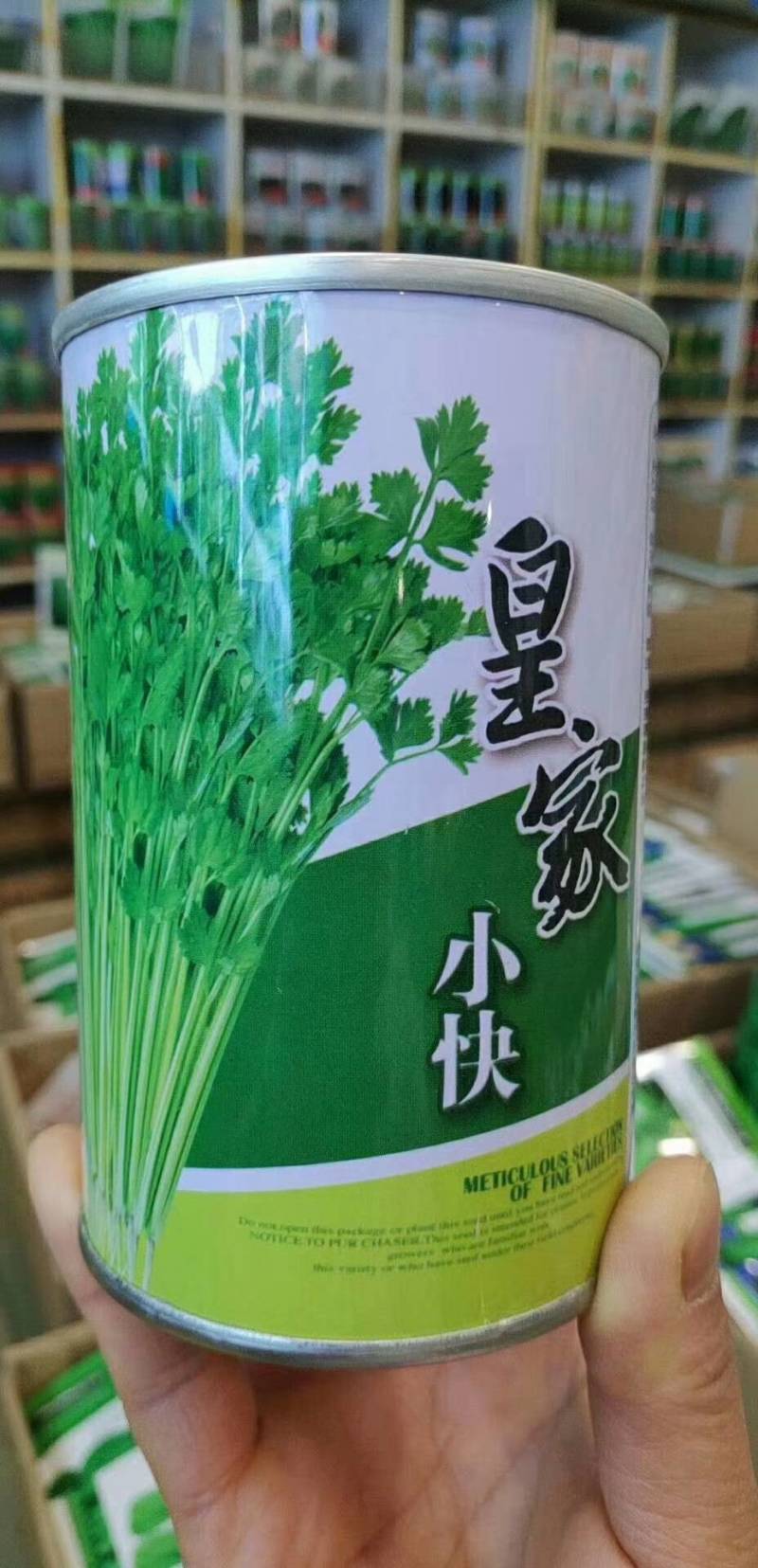 小香芹芹菜种子，欧兰德皇家小快速生四季无筋黄嫩芹菜种子