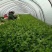 小香芹芹菜种子，欧兰德皇家小快速生四季无筋黄嫩芹菜种子