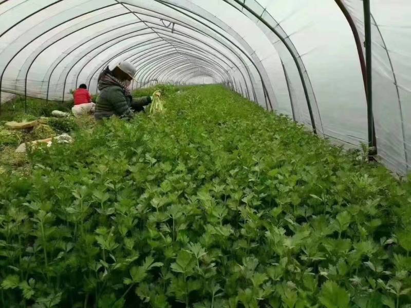 小香芹芹菜种子，欧兰德皇家小快速生四季无筋黄嫩芹菜种子